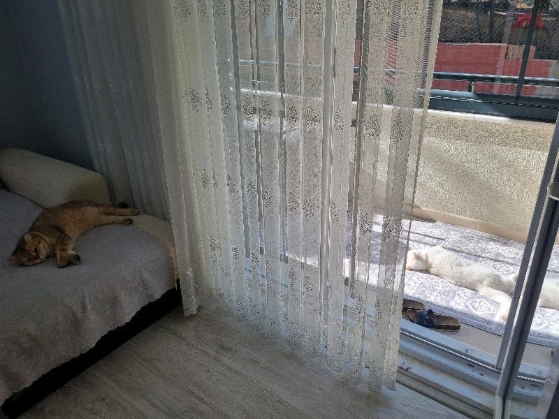 kedi gezdirme