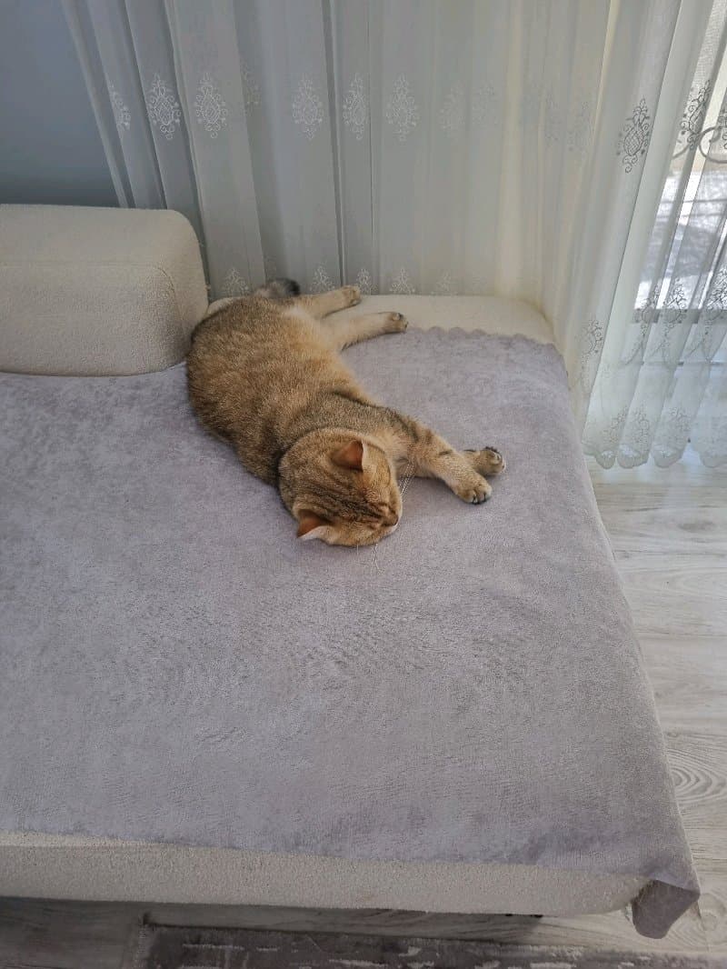 kedi gezdirme