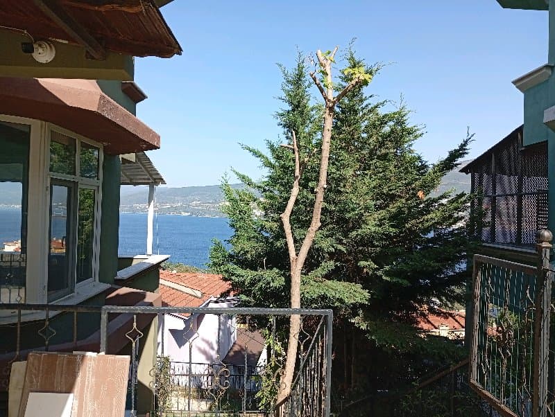 Bağ Bahçe İcindeki Ağaçları Budama Kesim İşleri Yapılır