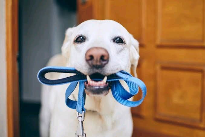 Köpek Gezdirme
